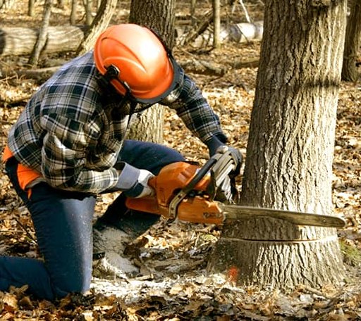 Tree Removal in Buckland, MA
